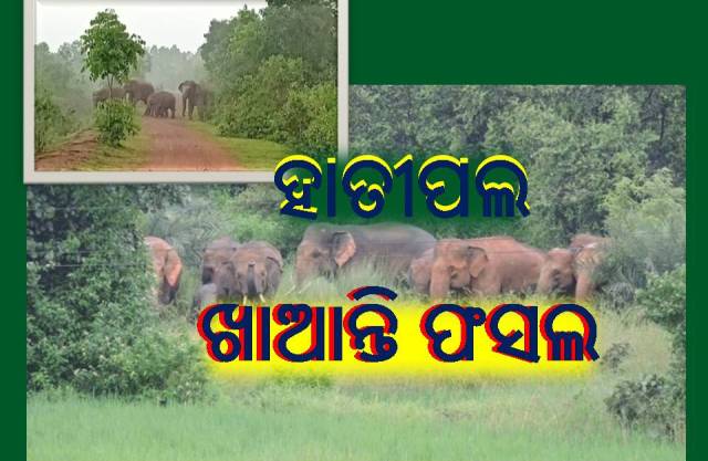 ହାତୀପଲ: ଫସଲ ଖାଆନ୍ତି କମ, କ୍ଷତି କରନ୍ତି ବେଶି