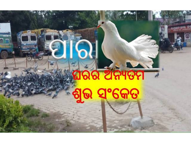 ପାରା ପ୍ରେମୀ ମଣିଷ: ସନାତନ ଓ ଦାଶରଥୀ
