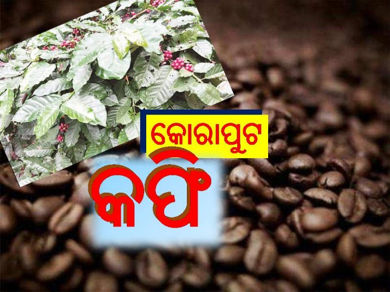 କୋରାପୁଟର କଫି, ସୃଷ୍ଟି କରୁଛି ପରିଚୟ
