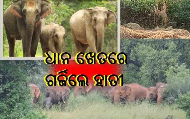ଫସଲ ଉପାଜର୍ନ ସମୟରେ ହାତୀ ଉତ୍ପାତ
