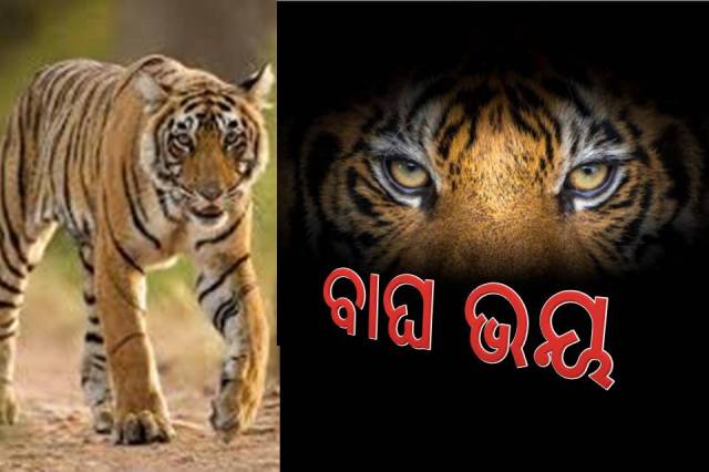 ନୂଆପଡ଼ାରେ ବାଘ ଆତଙ୍କ