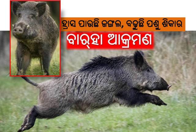 ଜଙ୍ଗଲ ଅବକ୍ଷୟ ଲାଗି ମଣିଷ ଓ ବାର୍‌ହା ମଧ୍ୟରେ ଅଘୋଷିତ ଲଢ଼େଇ