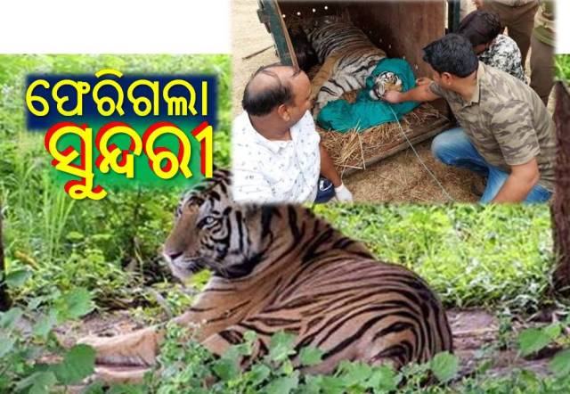 ଅଧାରେ ରହିଗଲା ସାତକୋଶିଆରେ ‘ବ୍ୟାଘ୍ର ପ୍ରକଳ୍ପ’ ସ୍ୱପ୍ନ!