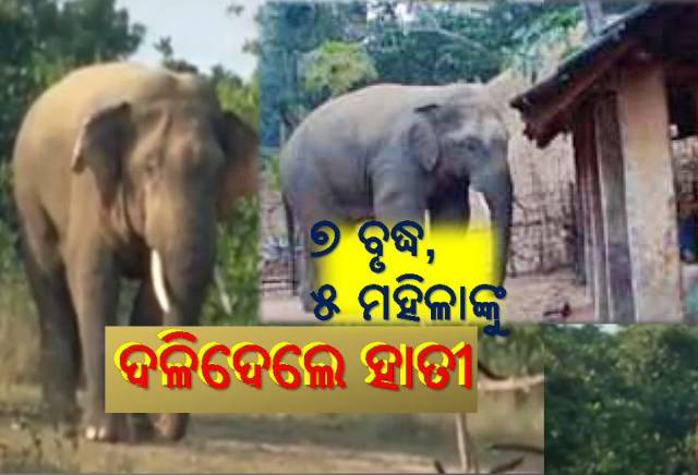 ହାତୀ ଆକ୍ରମଣ: ରାଜ୍ୟରେ ୪ ମାସରେ ୨୨ ଲୋକଙ୍କ ମୃତ୍ୟୁ