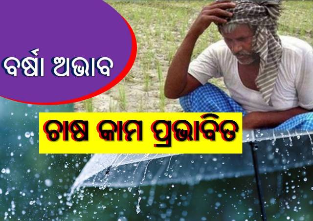 ଧାନ ଚାଷରେ ବର୍ଷା ସାଜୁଛି ବାଧକ, ଚିନ୍ତାରେ ଚାଷୀ