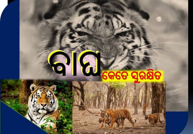 ବ୍ୟାଘ୍ର ଦିବସ ଅନୁଚିନ୍ତା: ଶିକାରୀଙ୍କ ଟାର୍ଗେଟରେ ବାଘ, କେମିତି ବଢ଼ିବ ବଂଶ?