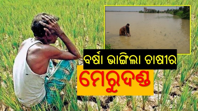 ଚାଷୀକୁଳକୁ କଷ୍ଟ ଦେଲା ନିଅଣ୍ଟିଆ-ଅଧିକ ବର୍ଷା
