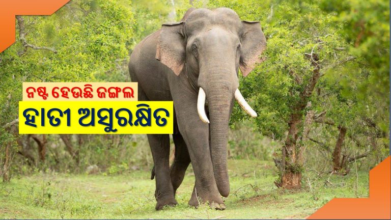 ହାତୀ-ମଣିଷ ଲଢ଼େଇ…, ଦୁର୍ନୀତିଗ୍ରସ୍ତ କର୍ମଚାରୀ ମାଲାମାଲ
