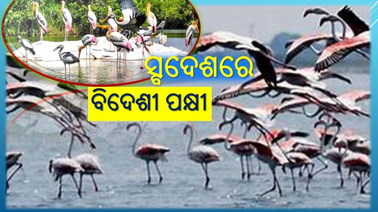 ଓଡ଼ିଶା ମାଟିରେ ବିଦେଶୀ ପକ୍ଷୀଙ୍କ ସ୍ବର