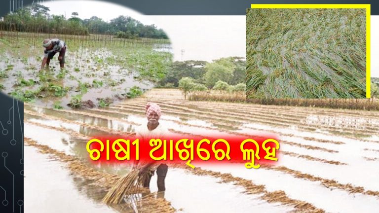 ଅଦିନିଆ ବର୍ଷା ଭାଙ୍ଗିଲା ଚାଷୀଙ୍କ ମେରୁଦଣ୍ଡ