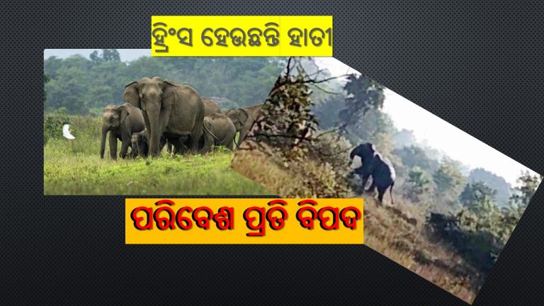 କାଗଜ କଲମରେ ବଢୁଛି ଜଙ୍ଗଲ