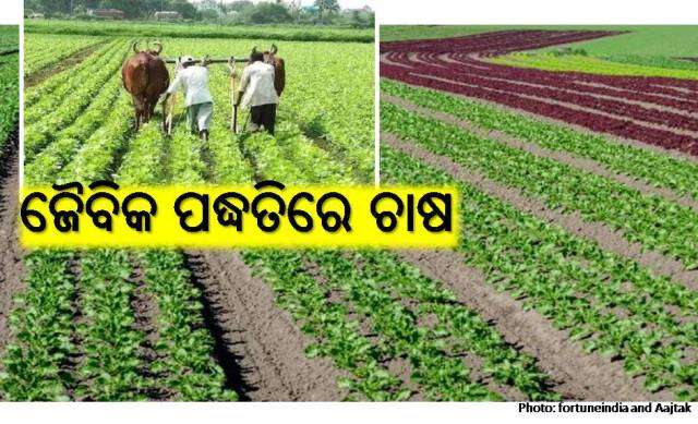 ଜୈବକି ପଦ୍ଧତି ଉତ୍ପାଦିତ ଫସଲ ସ୍ୱାସ୍ଥ୍ୟ ପାଇଁ ଭଲ