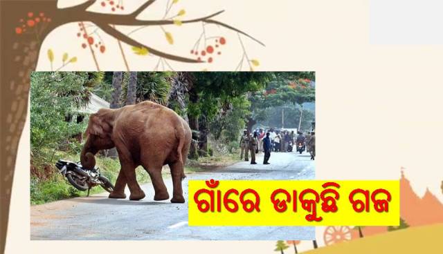 ଆସିଛି ରଜ, ହିଂସ୍ର ପାଲଟିଛି ଗଜରାଜ