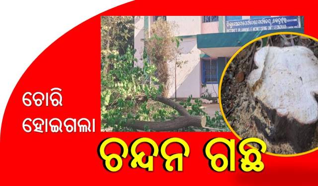 ଚୋରଙ୍କ ନଜରରେ ଚନ୍ଦନ ଗଛ