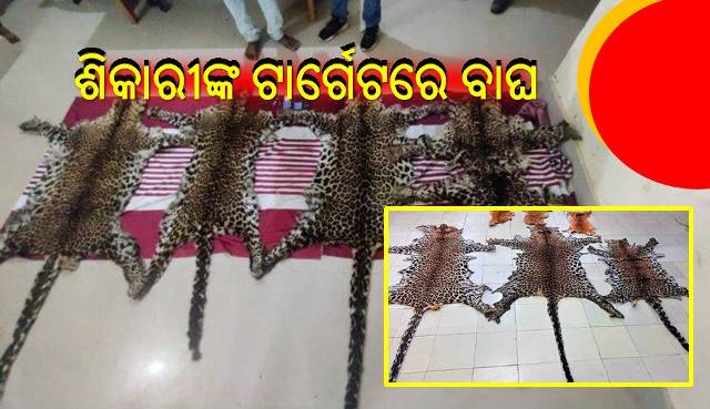 ୭ ମାସରେ ୧୬ ବାଘ ଛାଲ ଜବତ