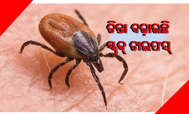 କାୟା ମେଳାଉଛି ସ୍କ୍ରବ୍ ଟାଇଫସ୍‌
