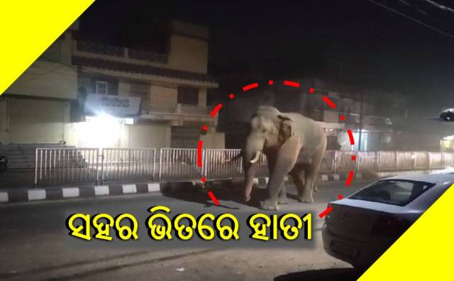ସହର ଭିତରେ ହାତୀ ଉତ୍ପାତ