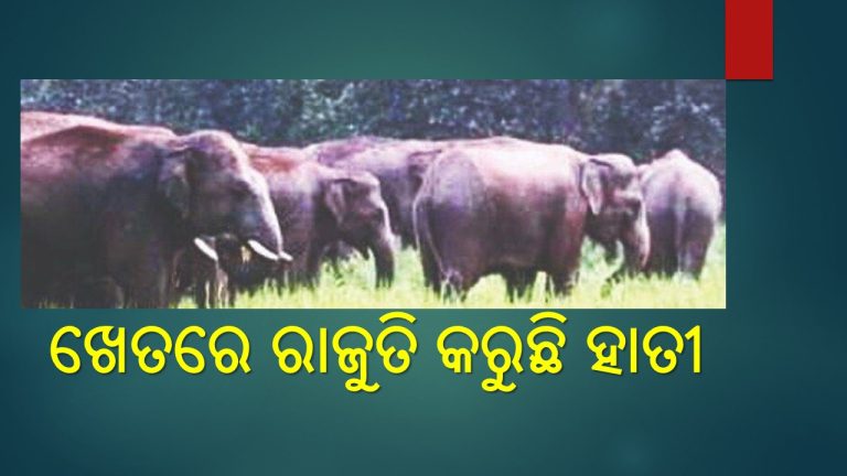 ଚା‌ଷୀଙ୍କୁ ହାତୀ ଚିନ୍ତା 