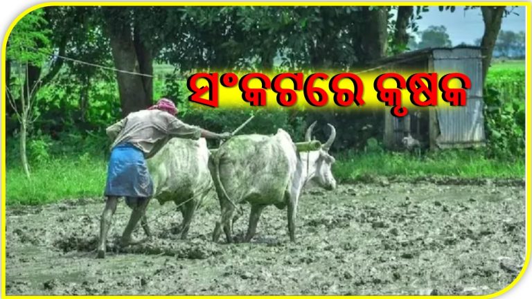 କୃଷକ ଦିବସ: ସମସ୍ୟା ଘେରରେ ଚାଷୀ