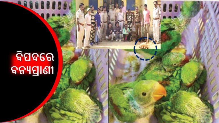 ବଜ୍ରକାପ୍ତା, କଇଁଛ ପରେ ଶୁଆଶାବକ ଚାଲାଣ