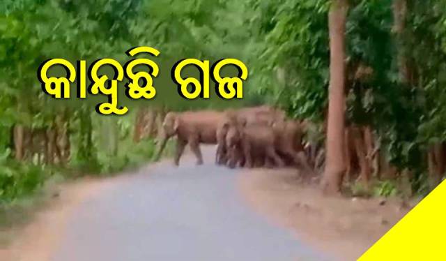 ସହରକୁ ମାଡ଼ି ଆସୁଛନ୍ତି ଗଜ