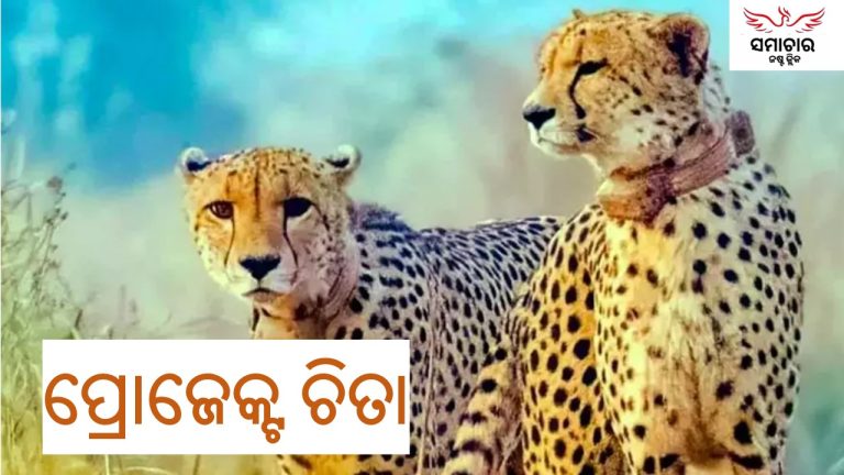 ଚିତା ପାଇଁ ୱେବ୍‌ ସିରିଜ୍‌