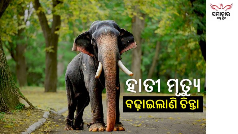 ହାତୀ ସୁରକ୍ଷିତ: ମଣିଷ ସହ ଅଘୋଷିତ ଯୁଦ୍ଧ ଜାରି