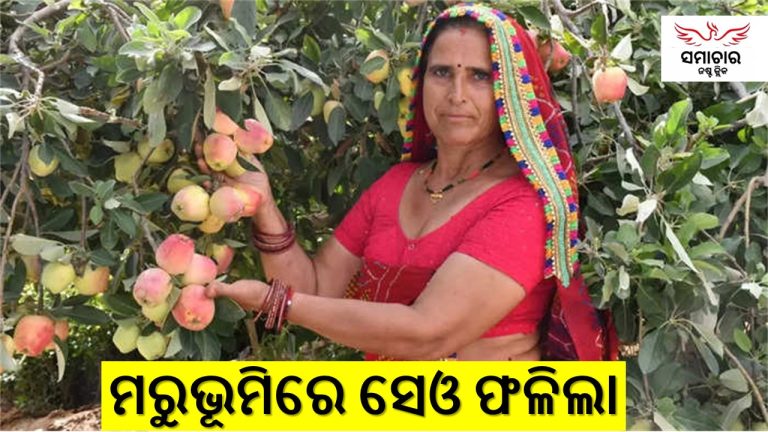 ରାଜସ୍ଥାନର ତତଲା ବାଲିରେ ସେଓ ଚାଷ